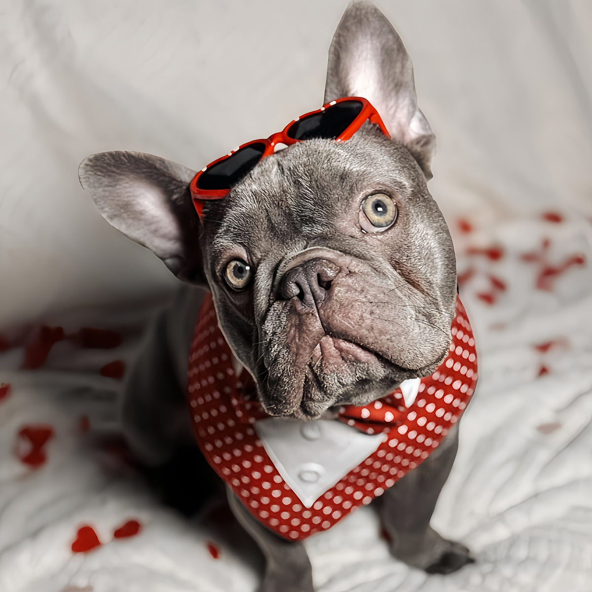 Pet Plaid Bow Tie Collar Scarf for Dogs & Cats